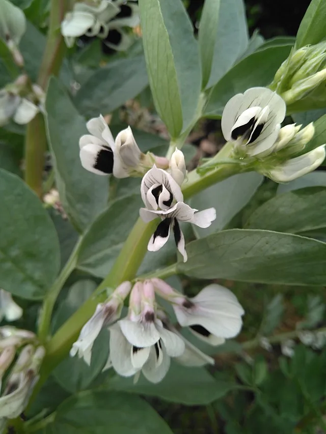 Broad bean