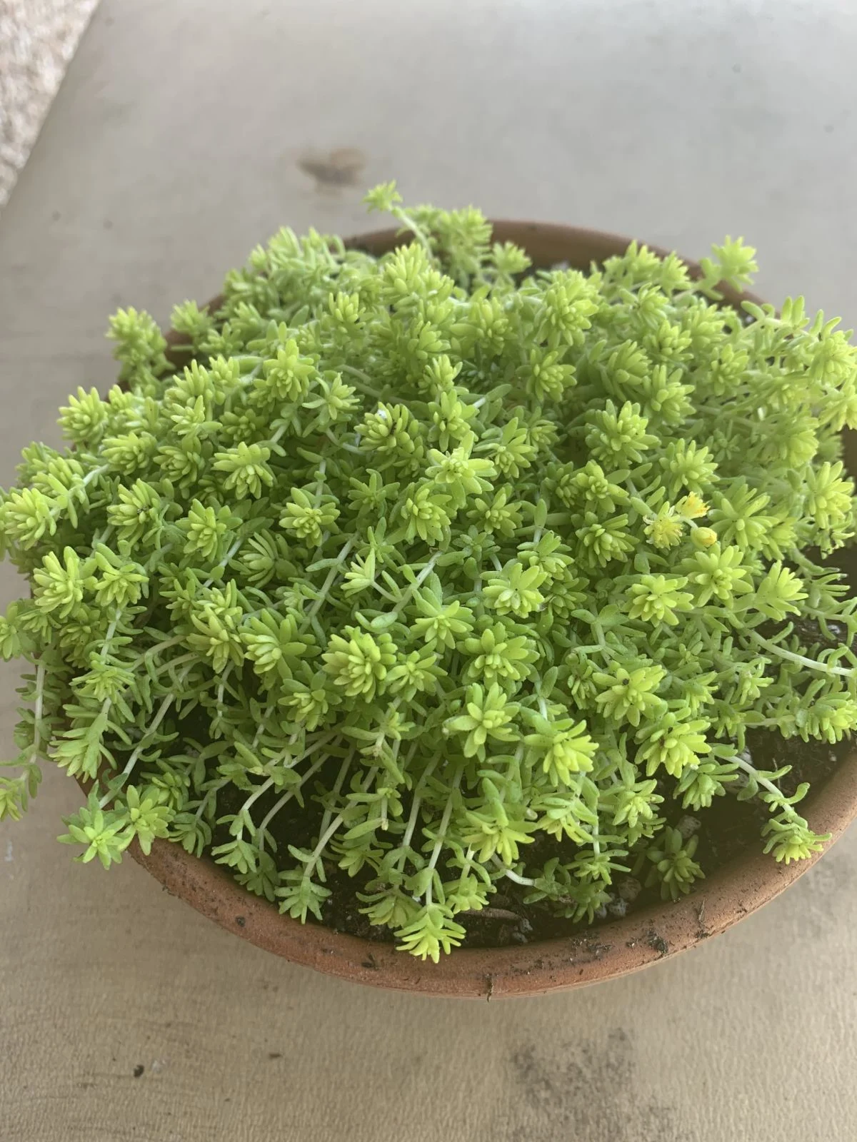 Stonecrop