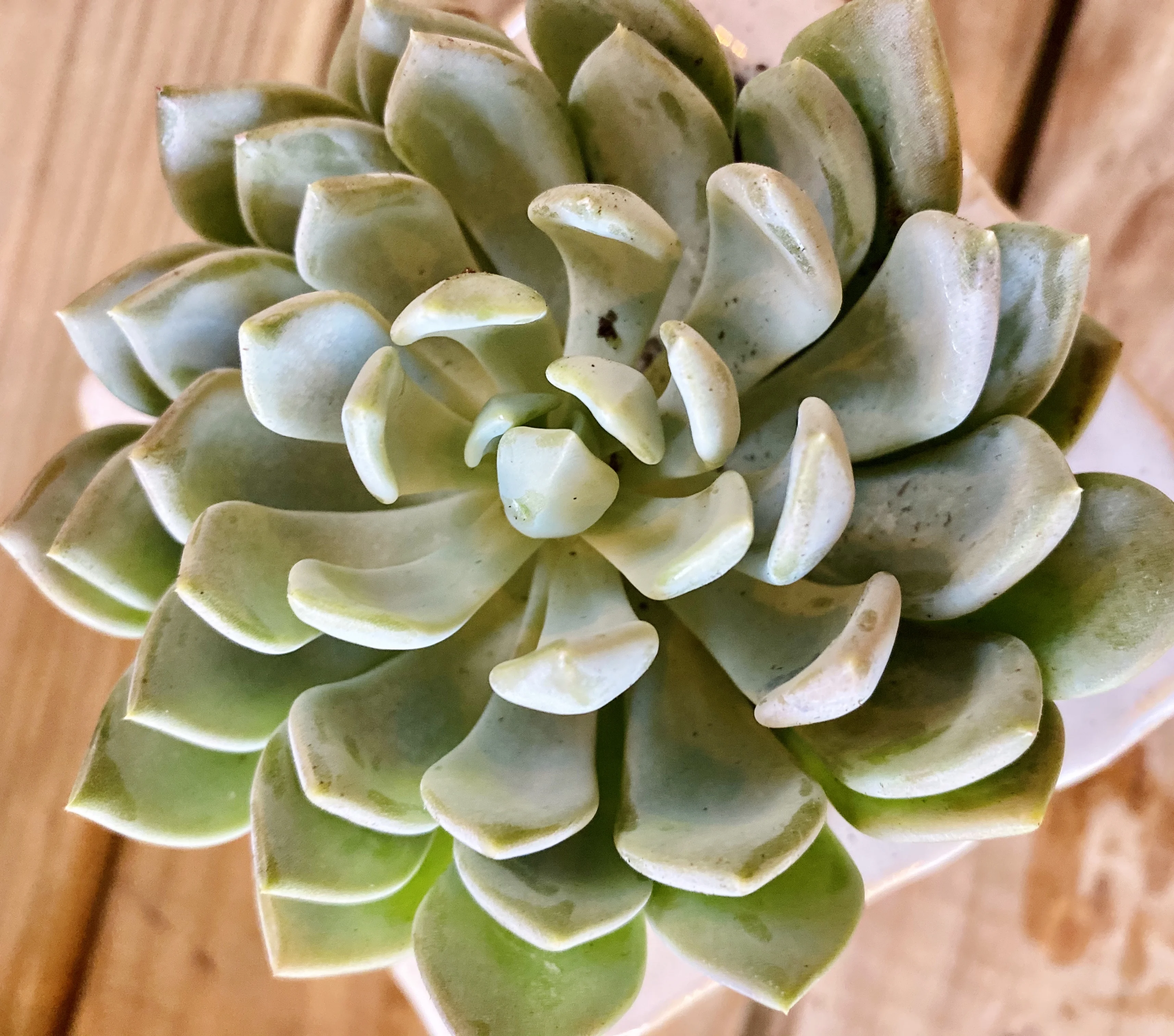 Echeveria 'Grey red'