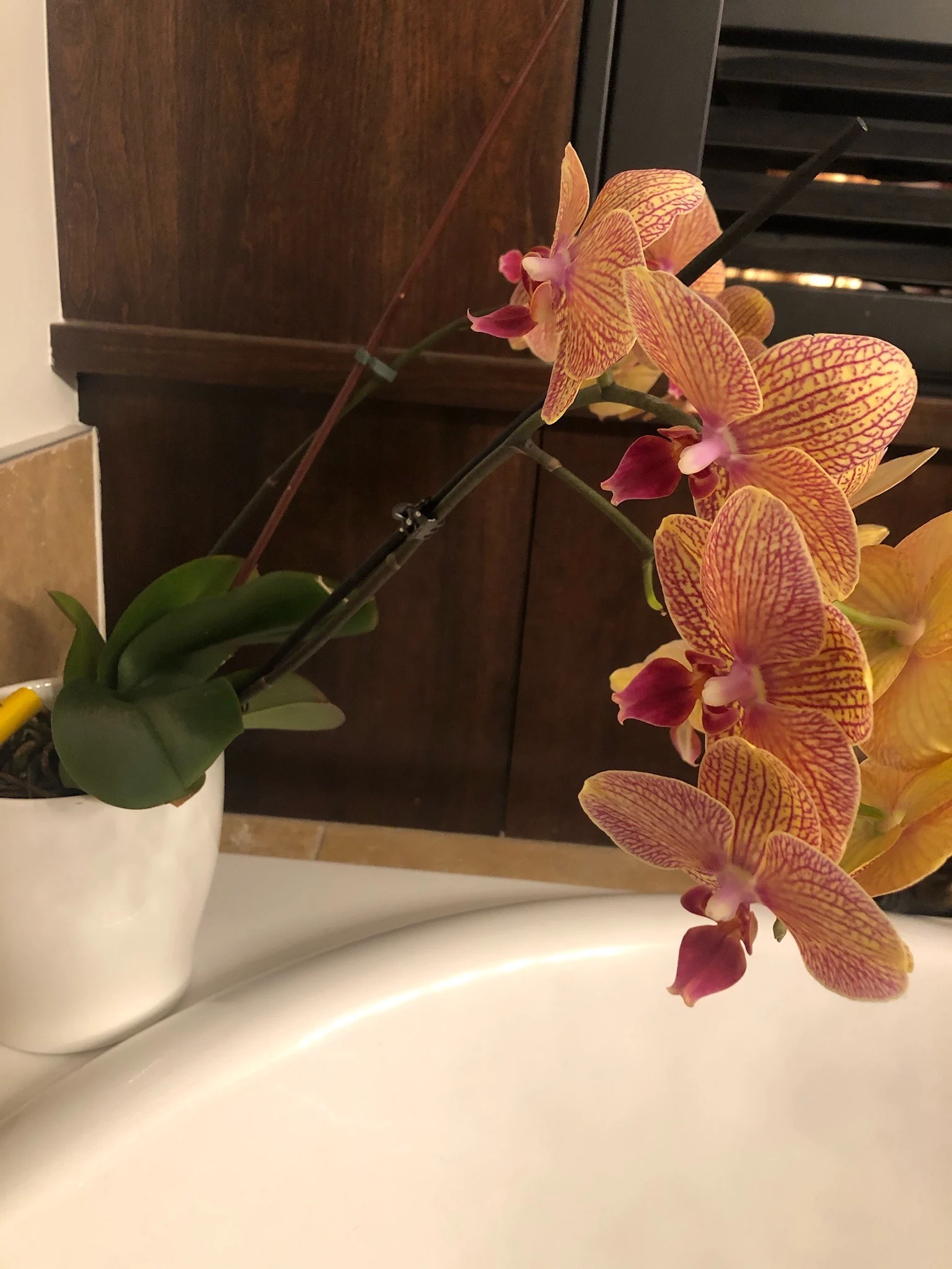 Moth orchid 'Chingrueys goldstaff'