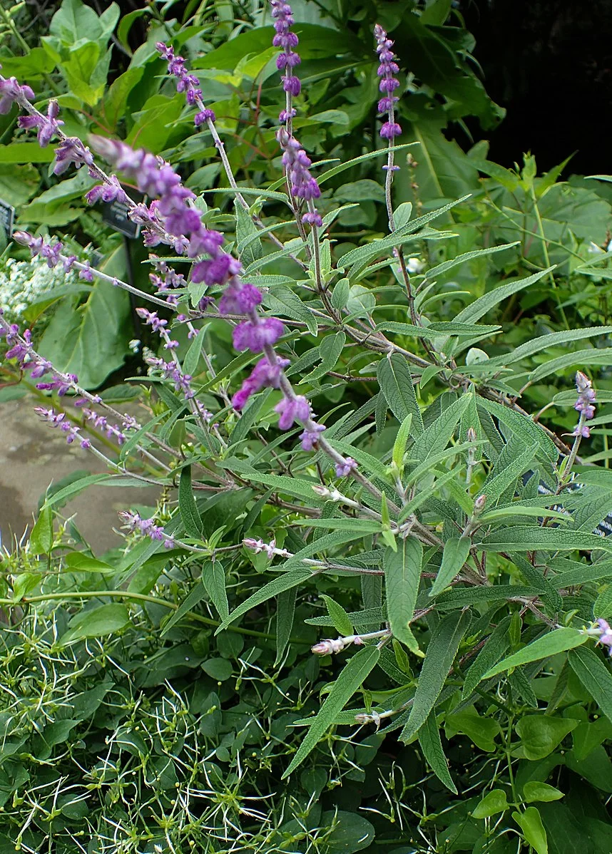 Mexican bush Sage | Planta