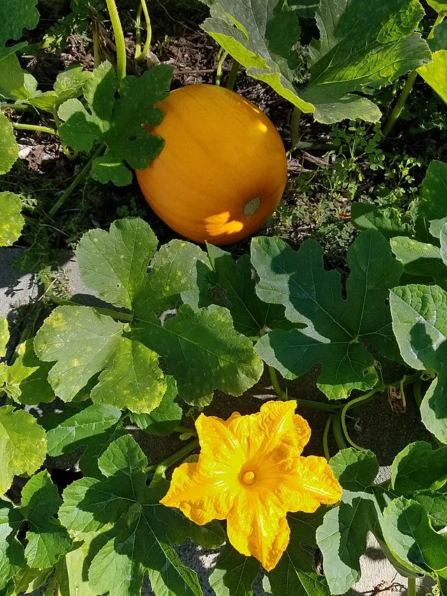 Pumpkin 'Jack O'lantern'