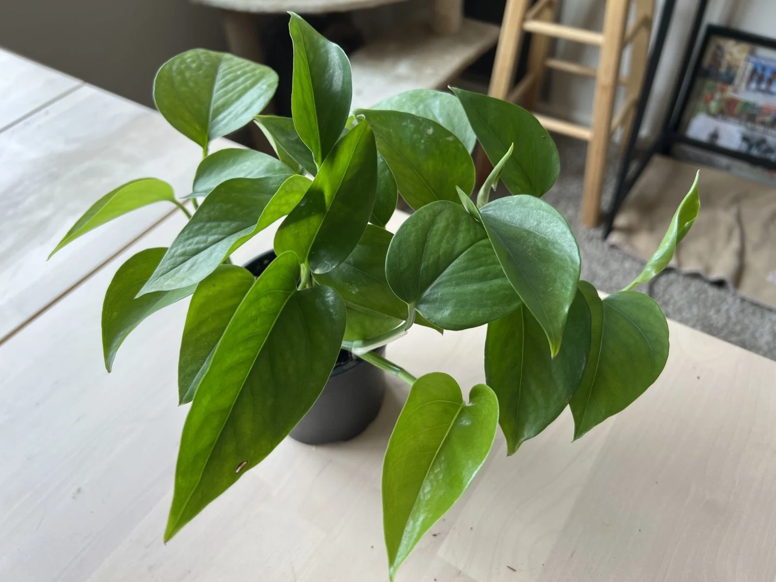 Jade Pothos 'Jade'