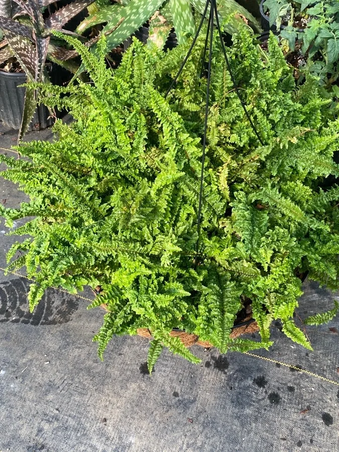 Nephrolepis Exaltata 'fluffy Ruffles' 