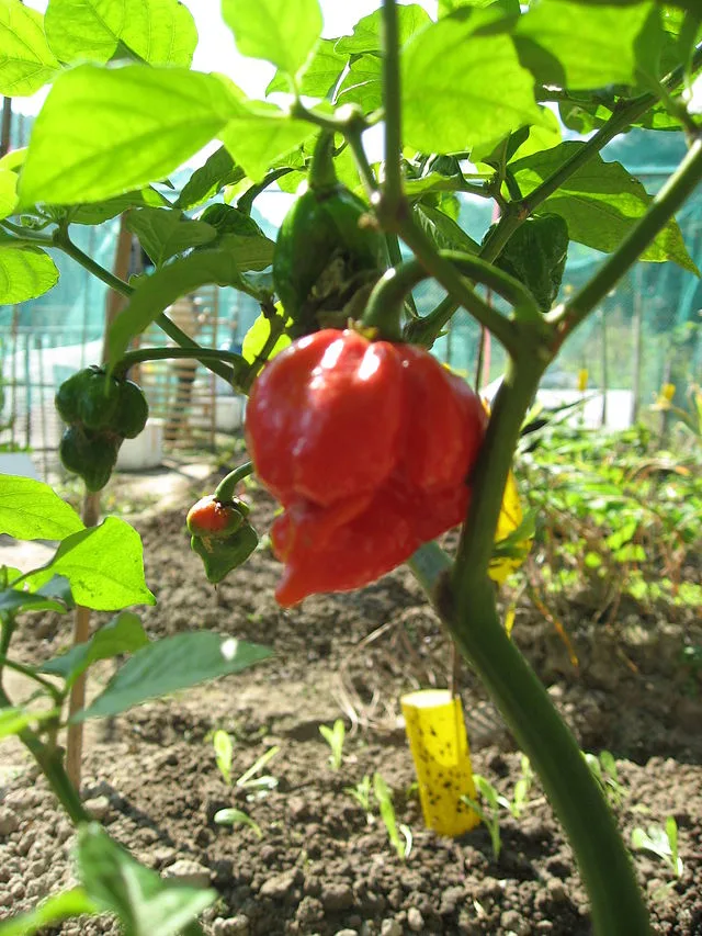 Hot pepper 'Trinidad Scorpion Butch T'