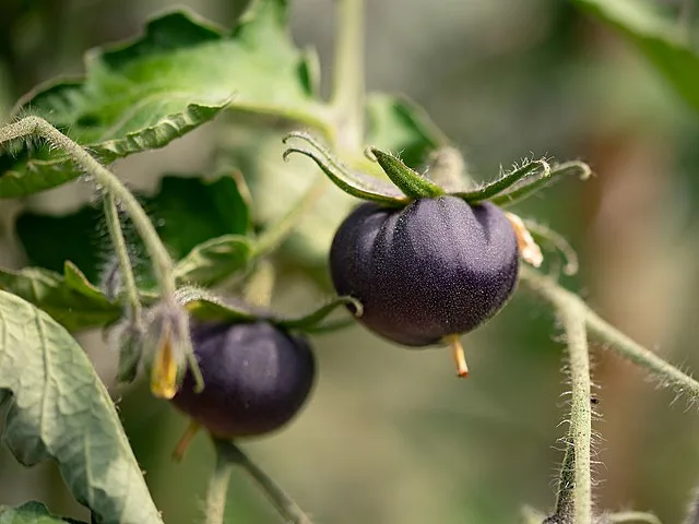 Black cherry tomato 'Black beauty'