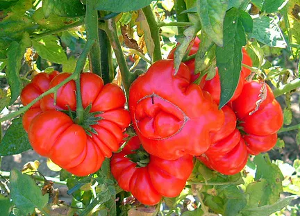 Beefsteak tomato