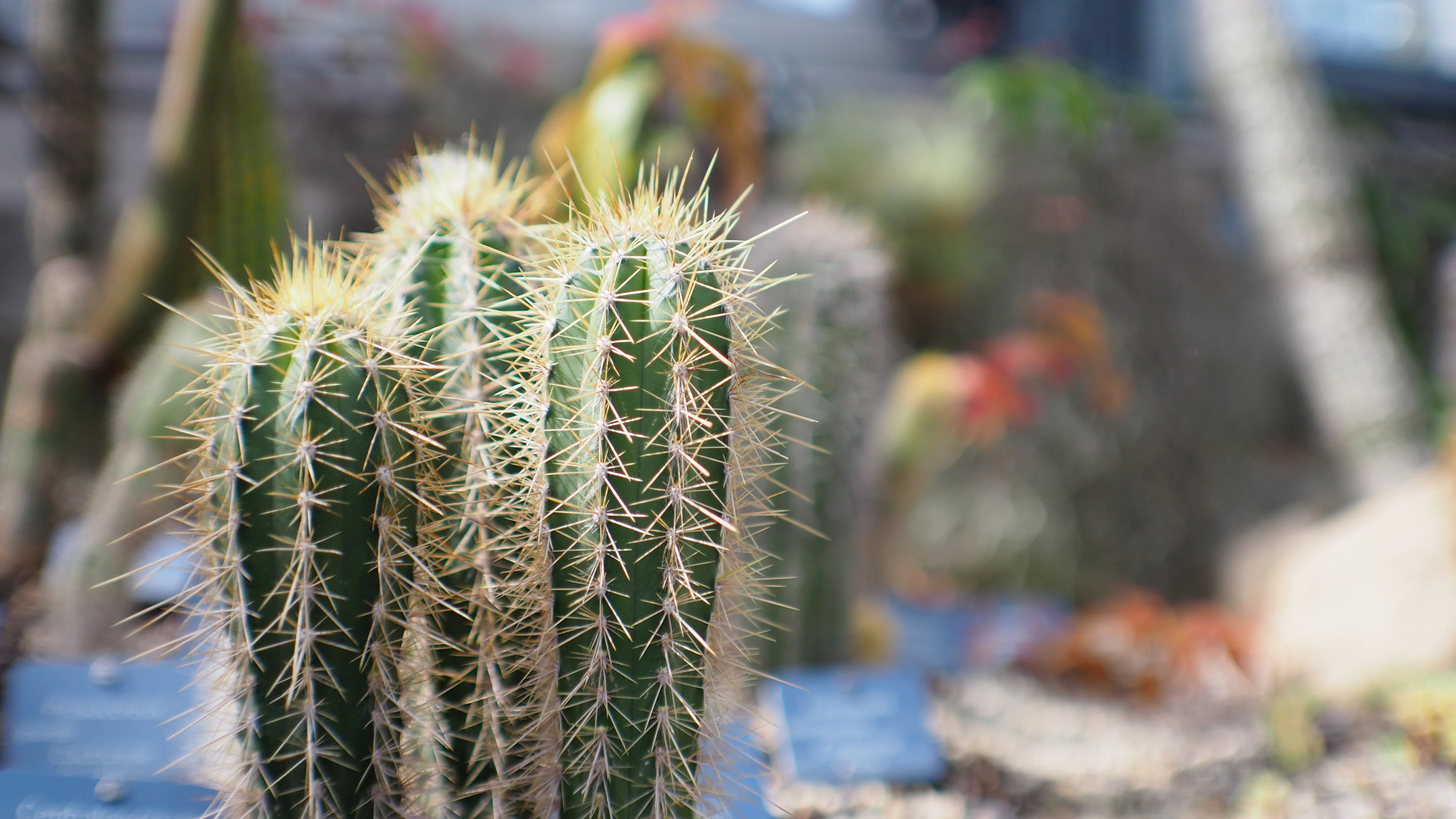 Tree cactus - mixed varieties 