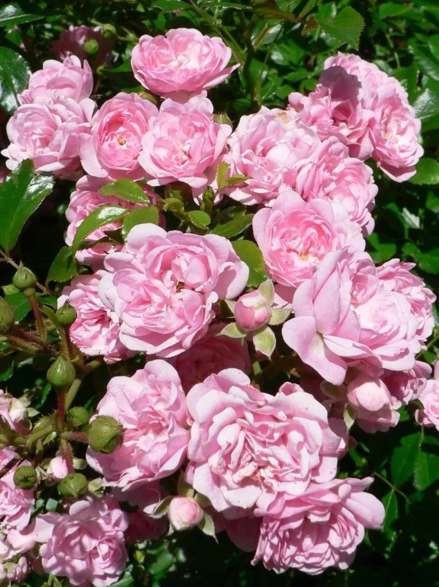 Rose - Mixed Varieties