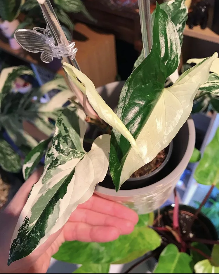 Arrowhead plant 'Albovariegata'