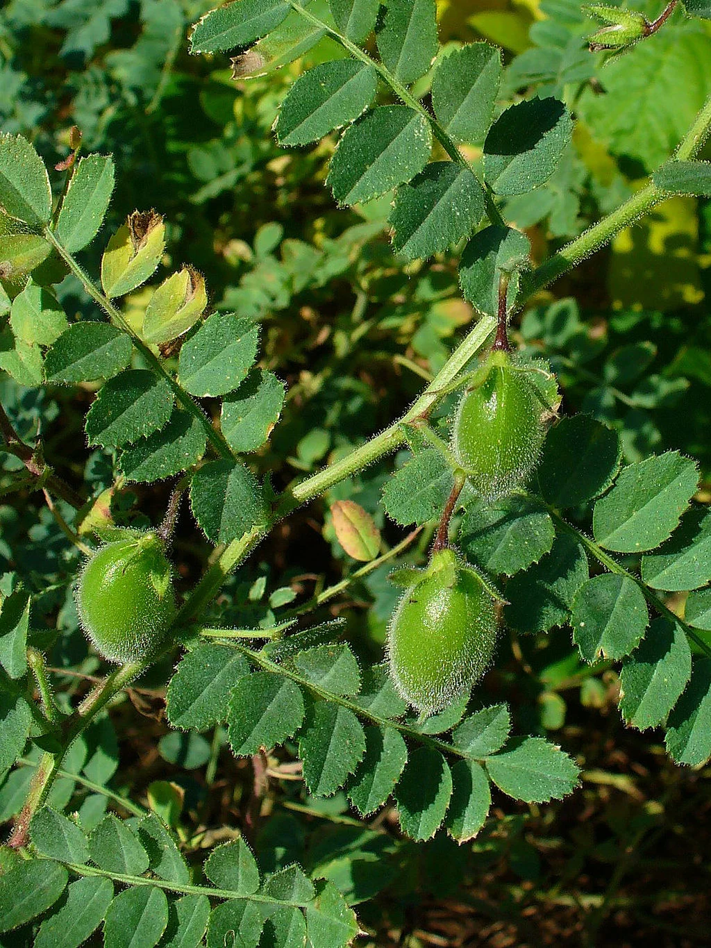 Chickpea