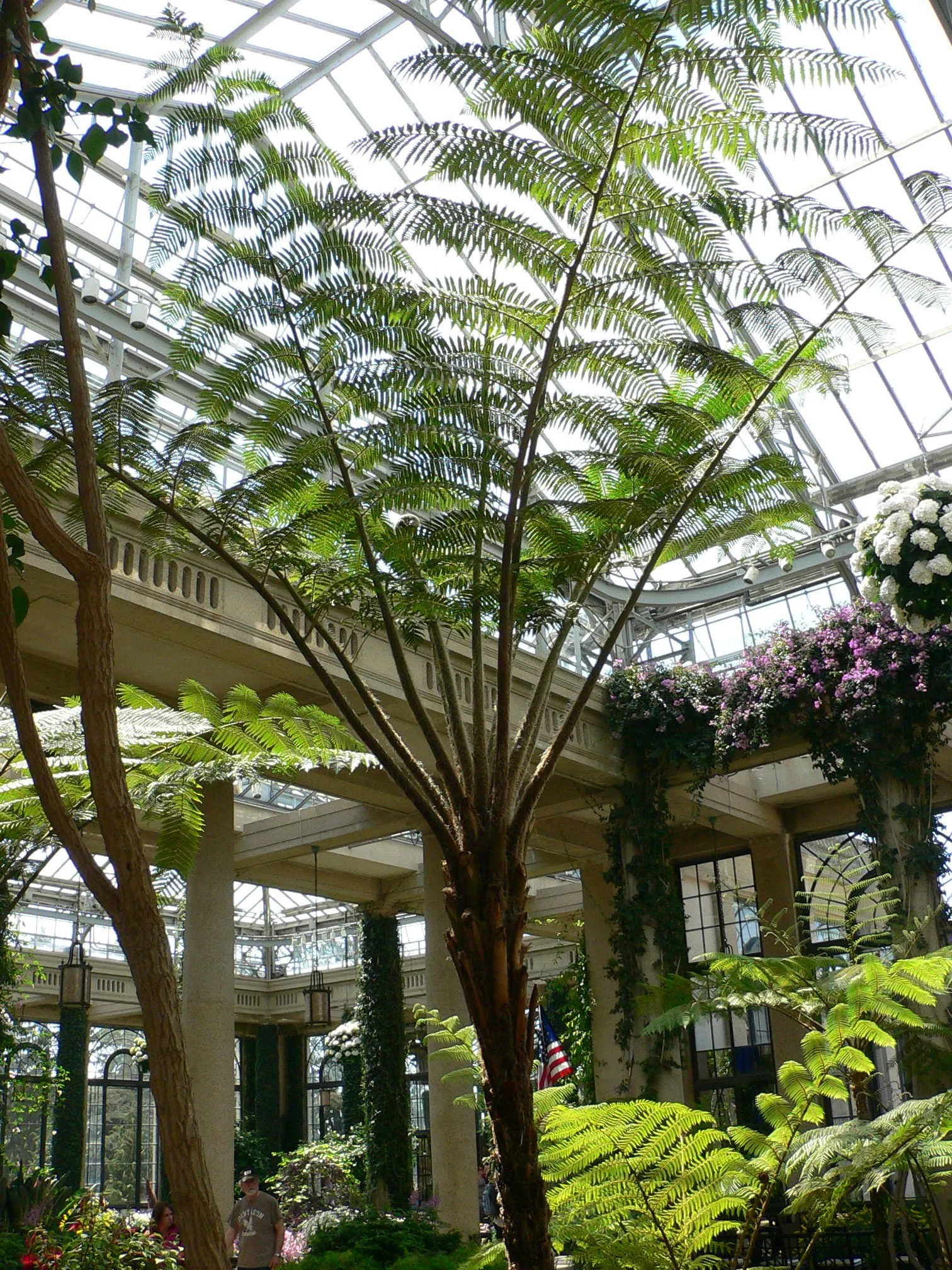 Lacy tree fern