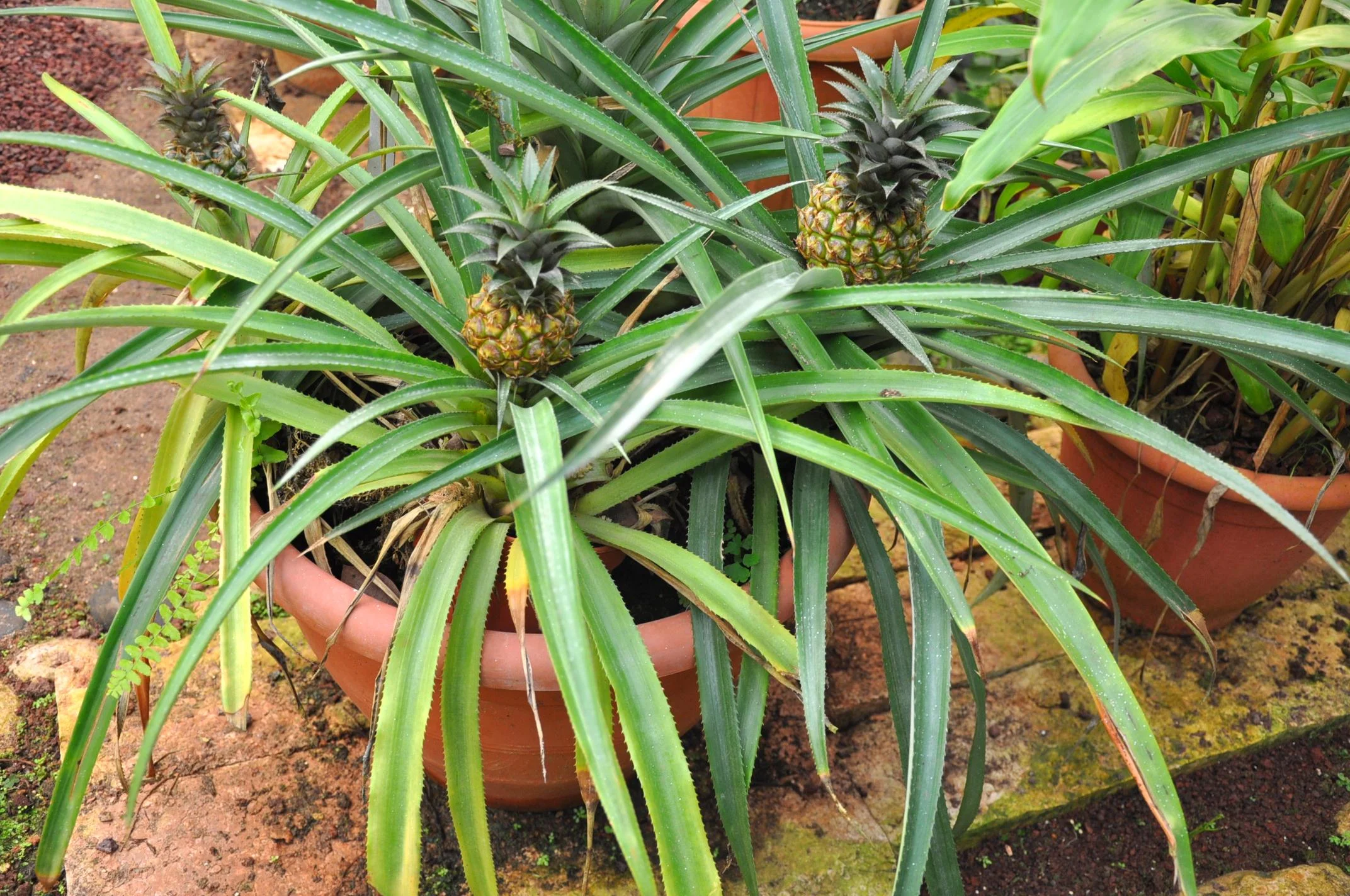 Pineapple