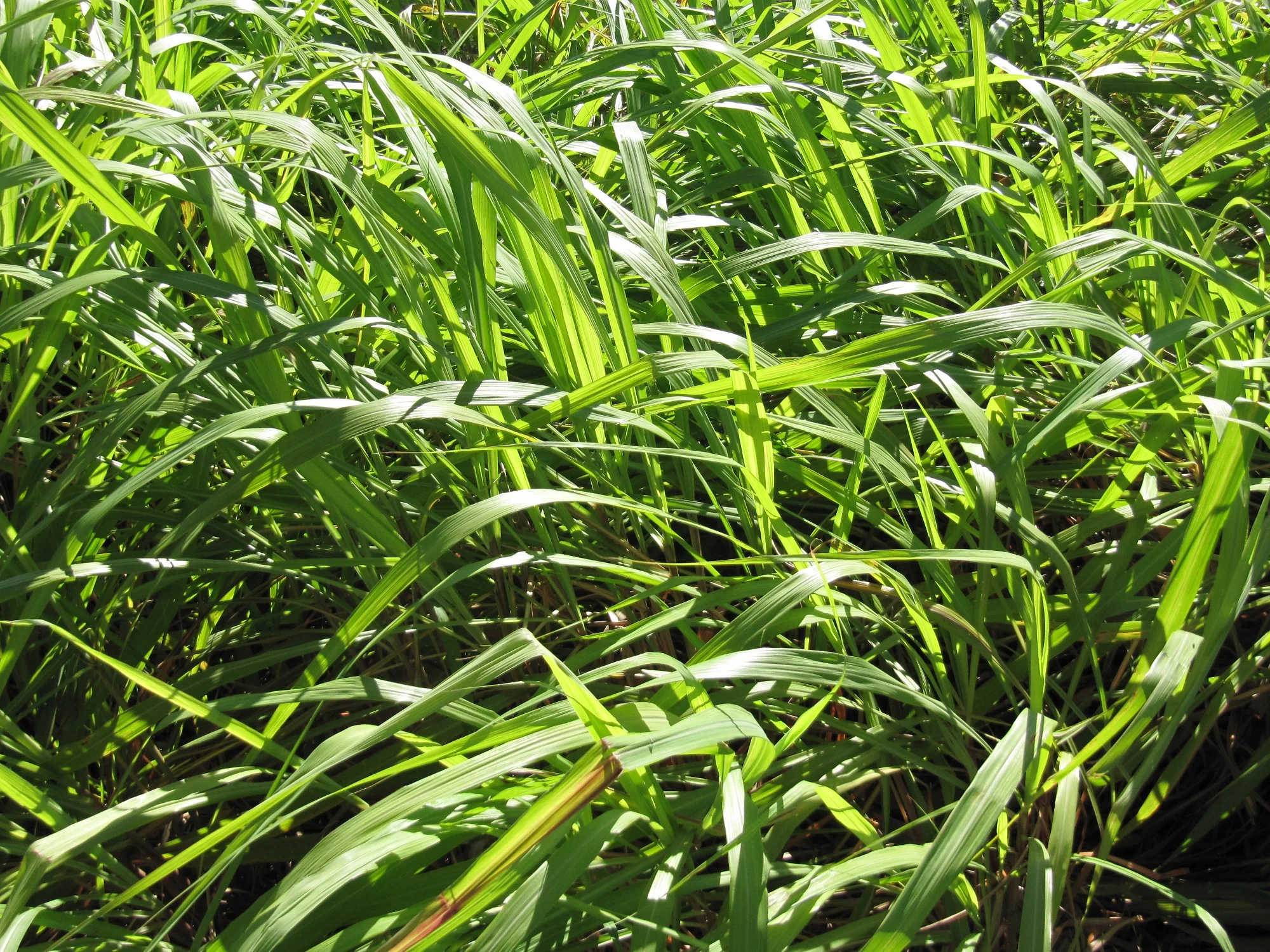 Citronella