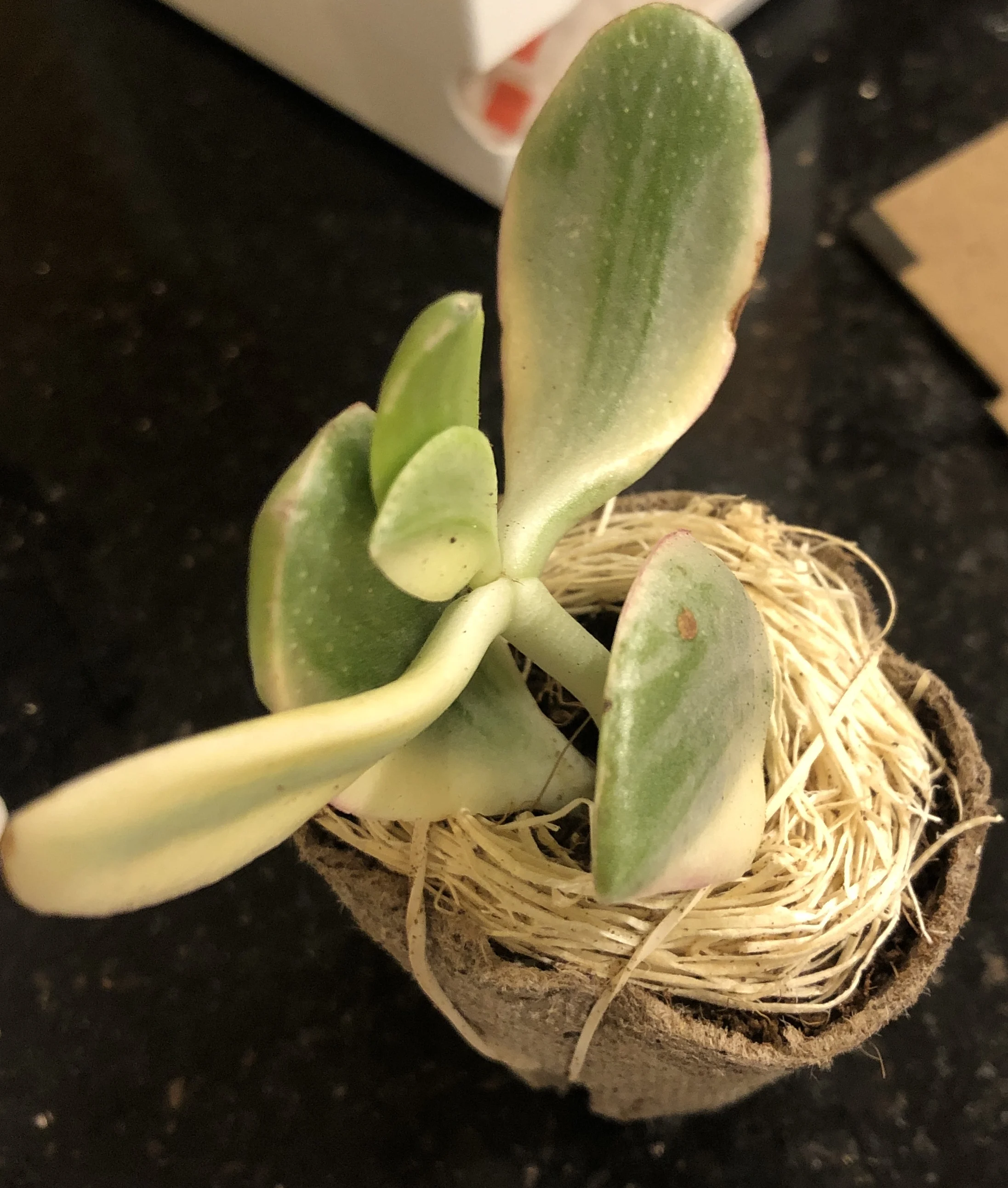 Jade Plant 'Variegata'