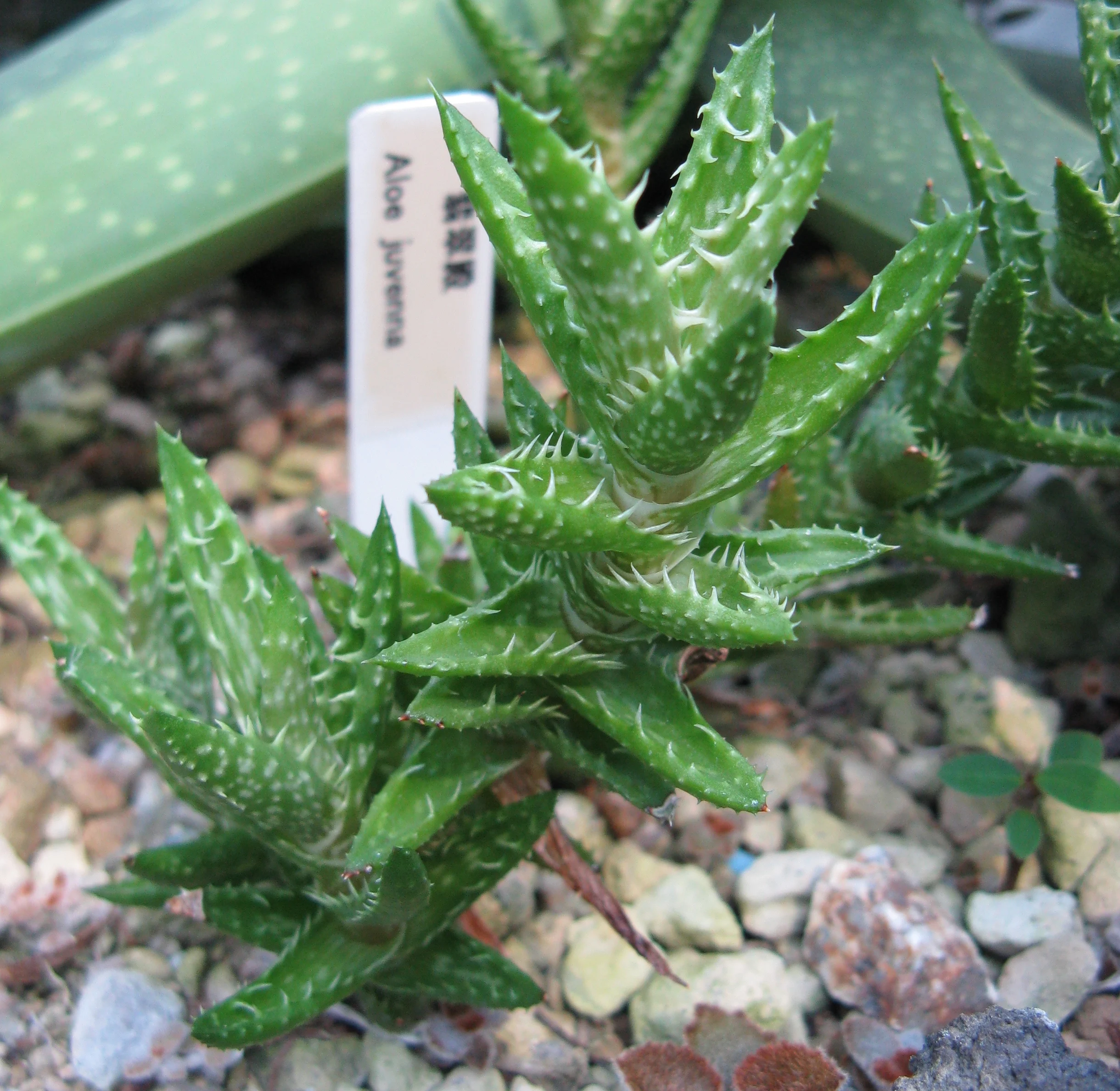 Tiger tooth aloe