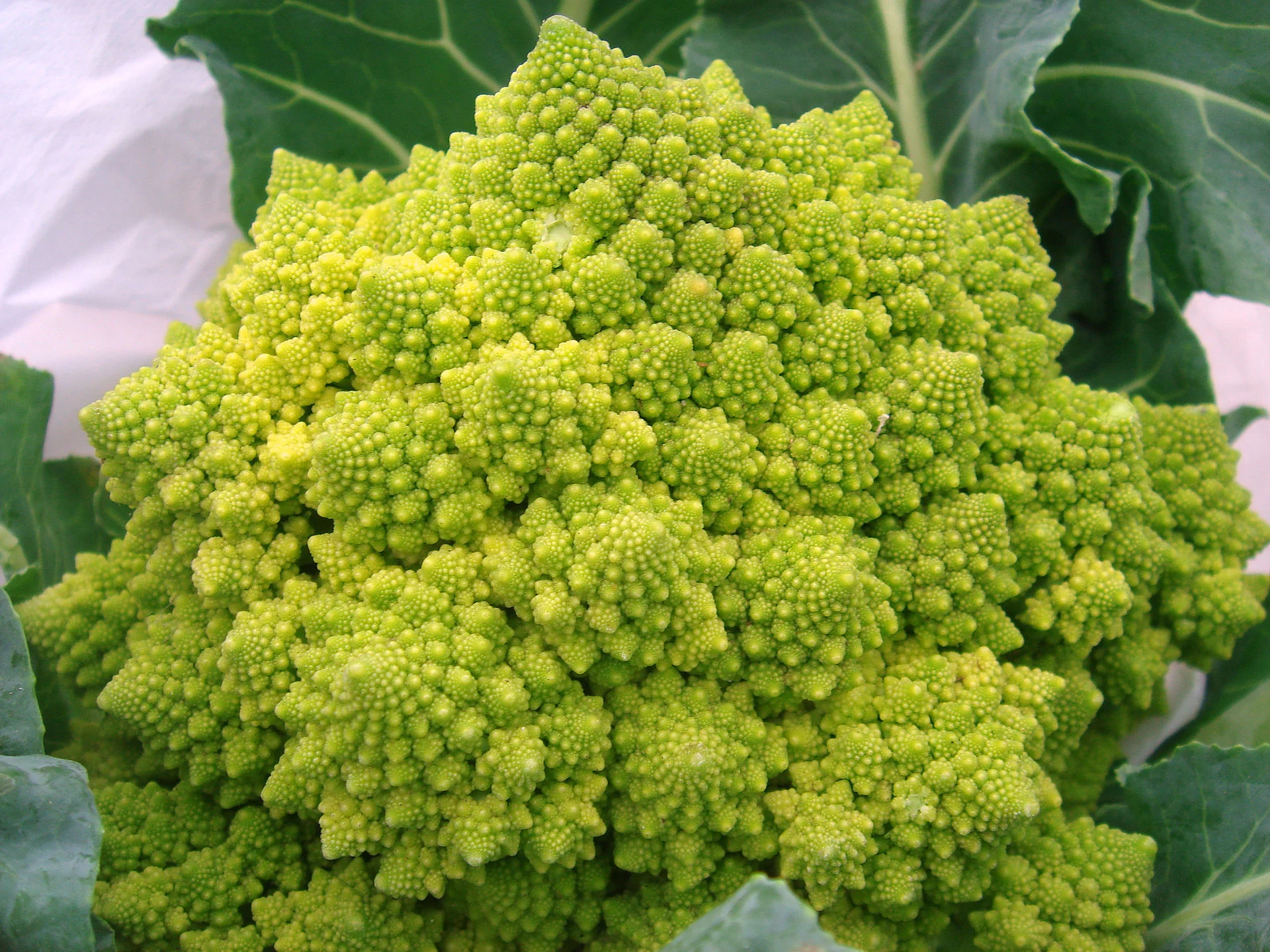 Broccoflower ''Romanesco''