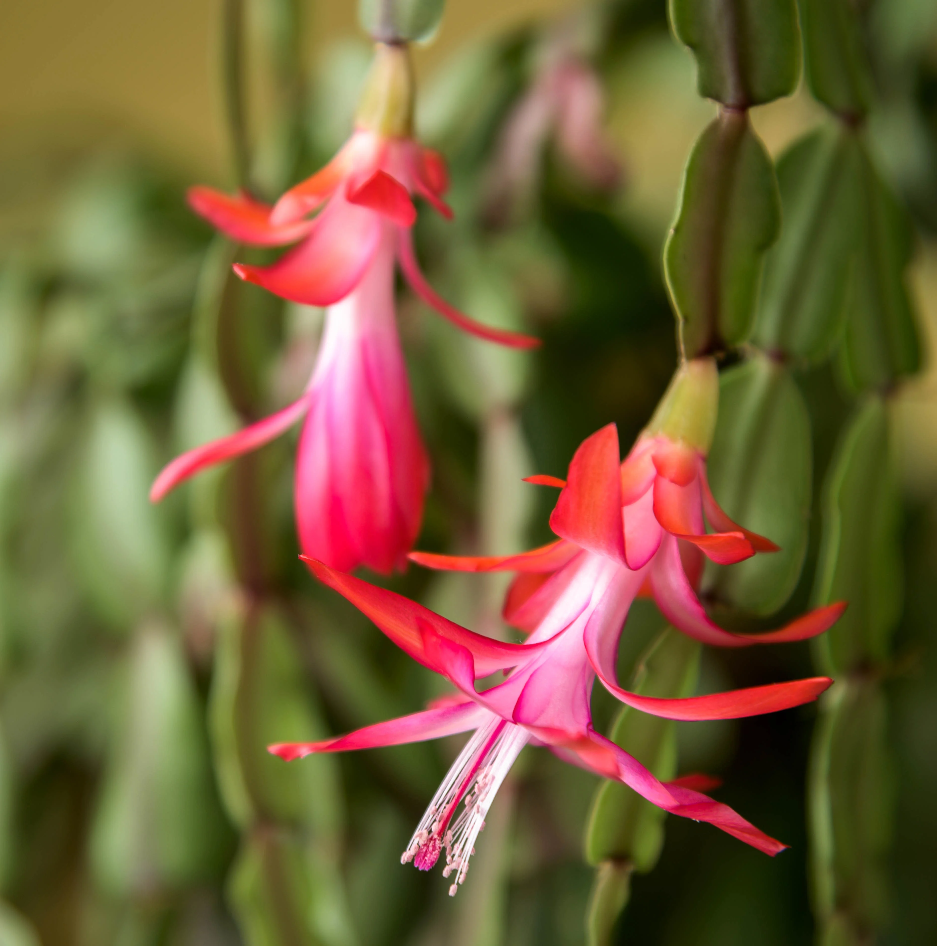Christmas Cactus