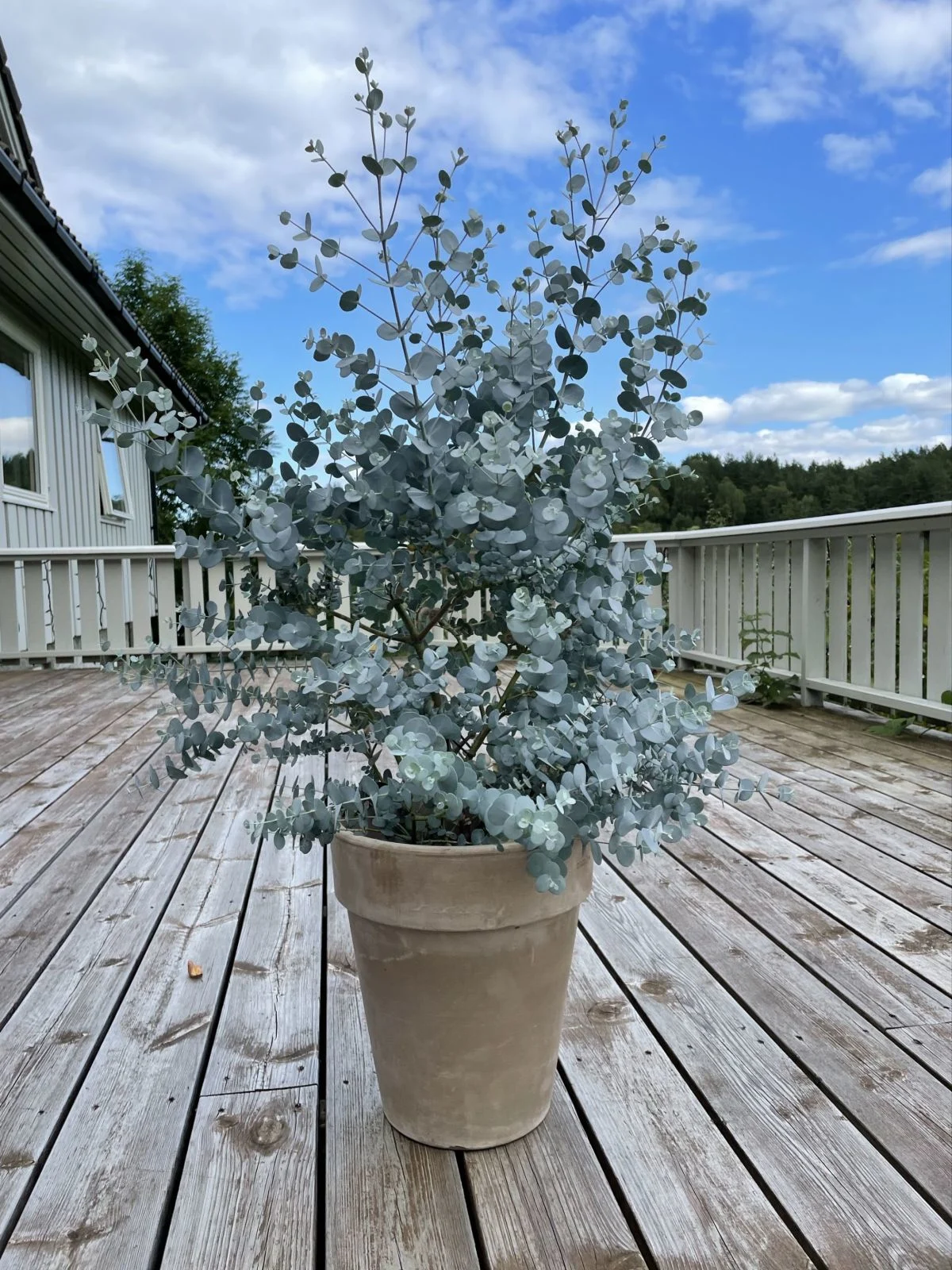 eucalyptus gunnii | planta