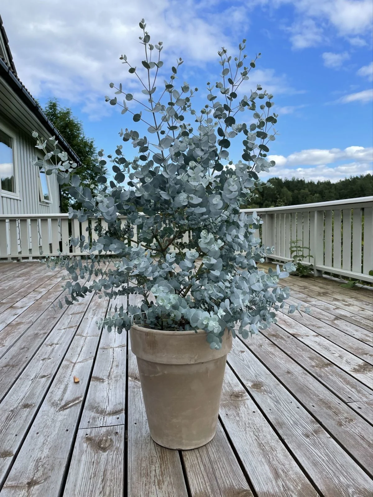 Eucalyptus gunnii | Planta