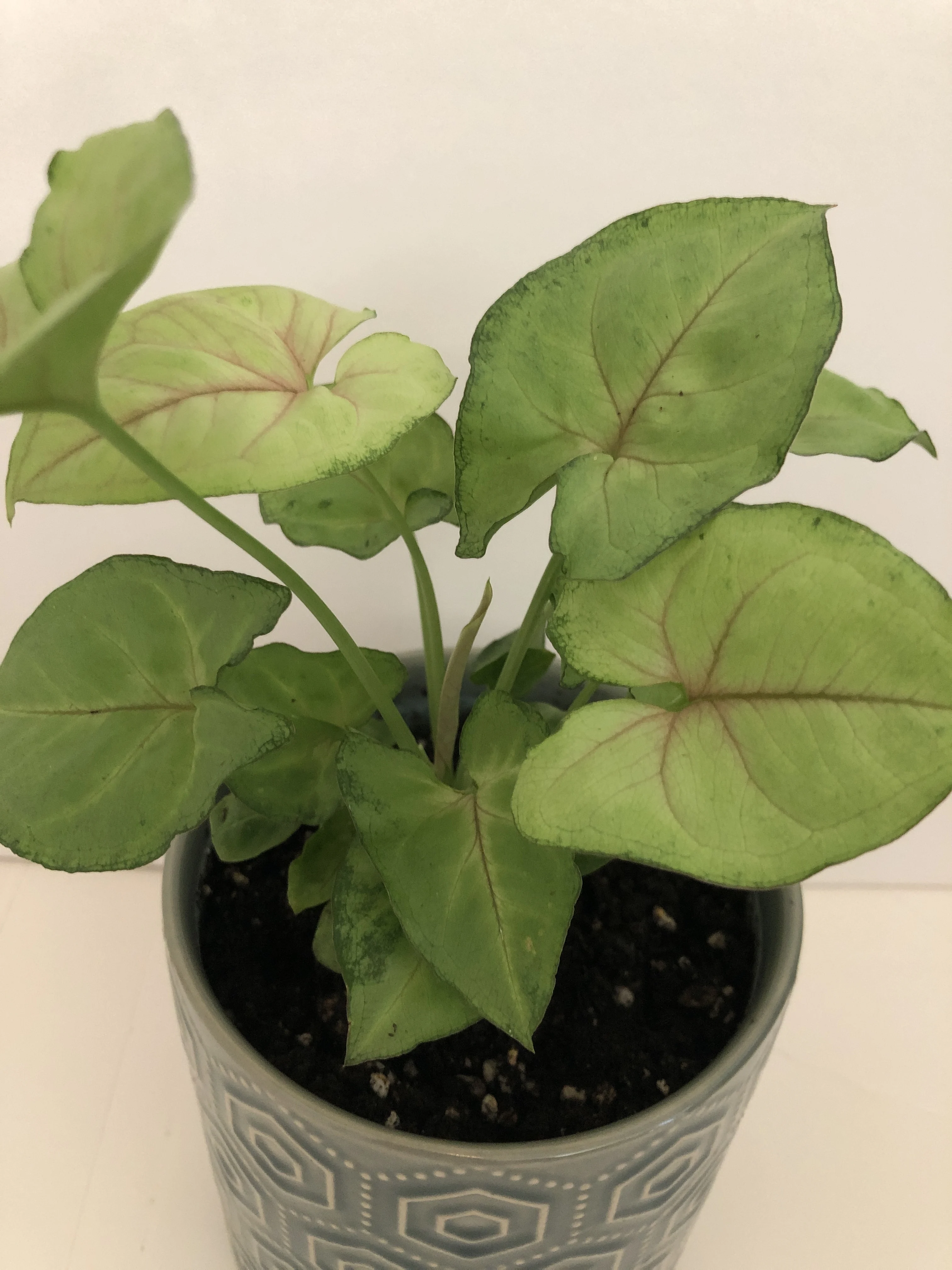 Arrowhead plant 'Berry allusion'
