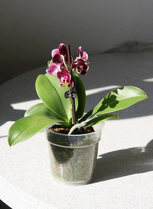 Miniature Moth orchid