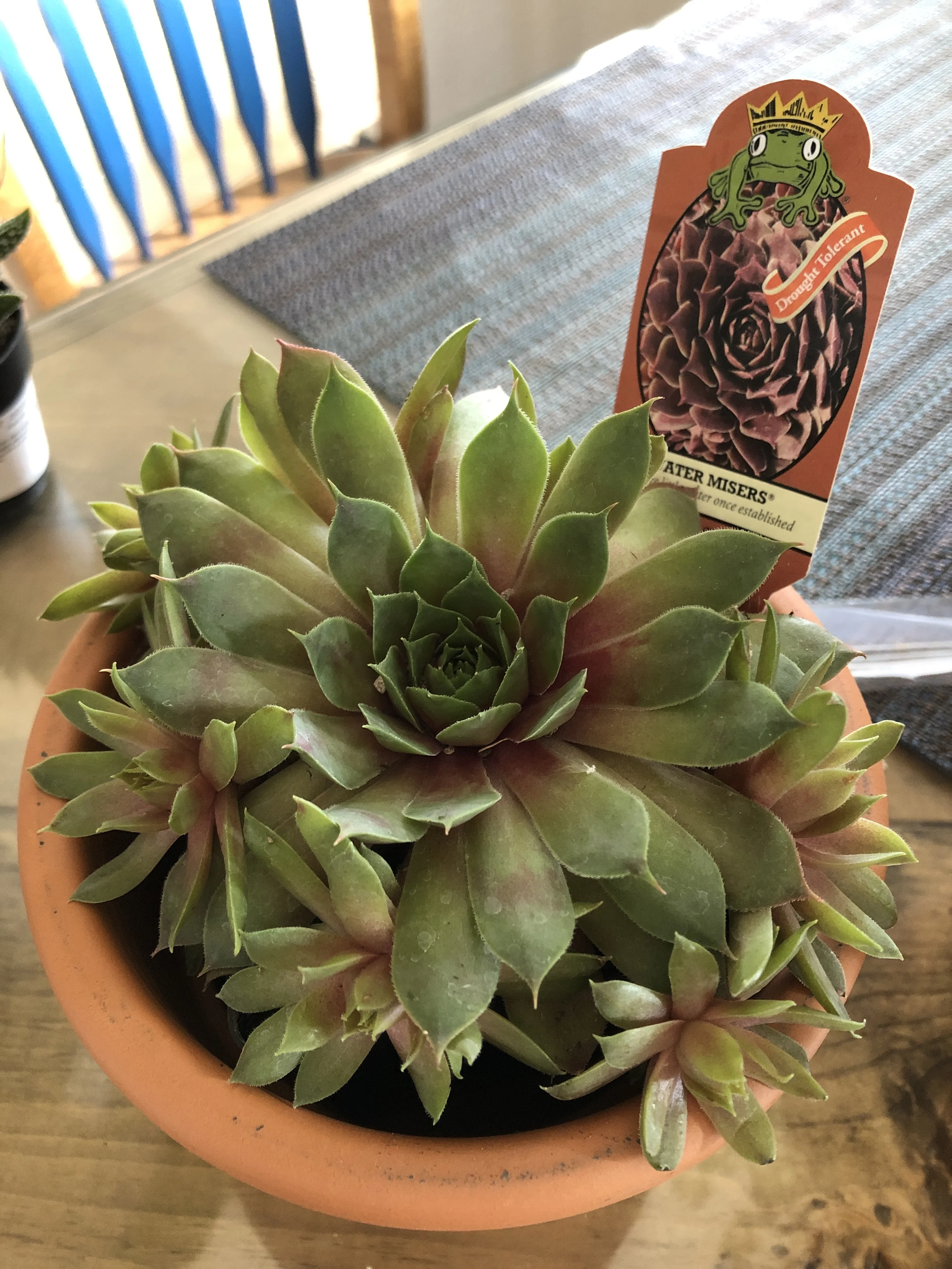 Hens and chicks 'Fuego'