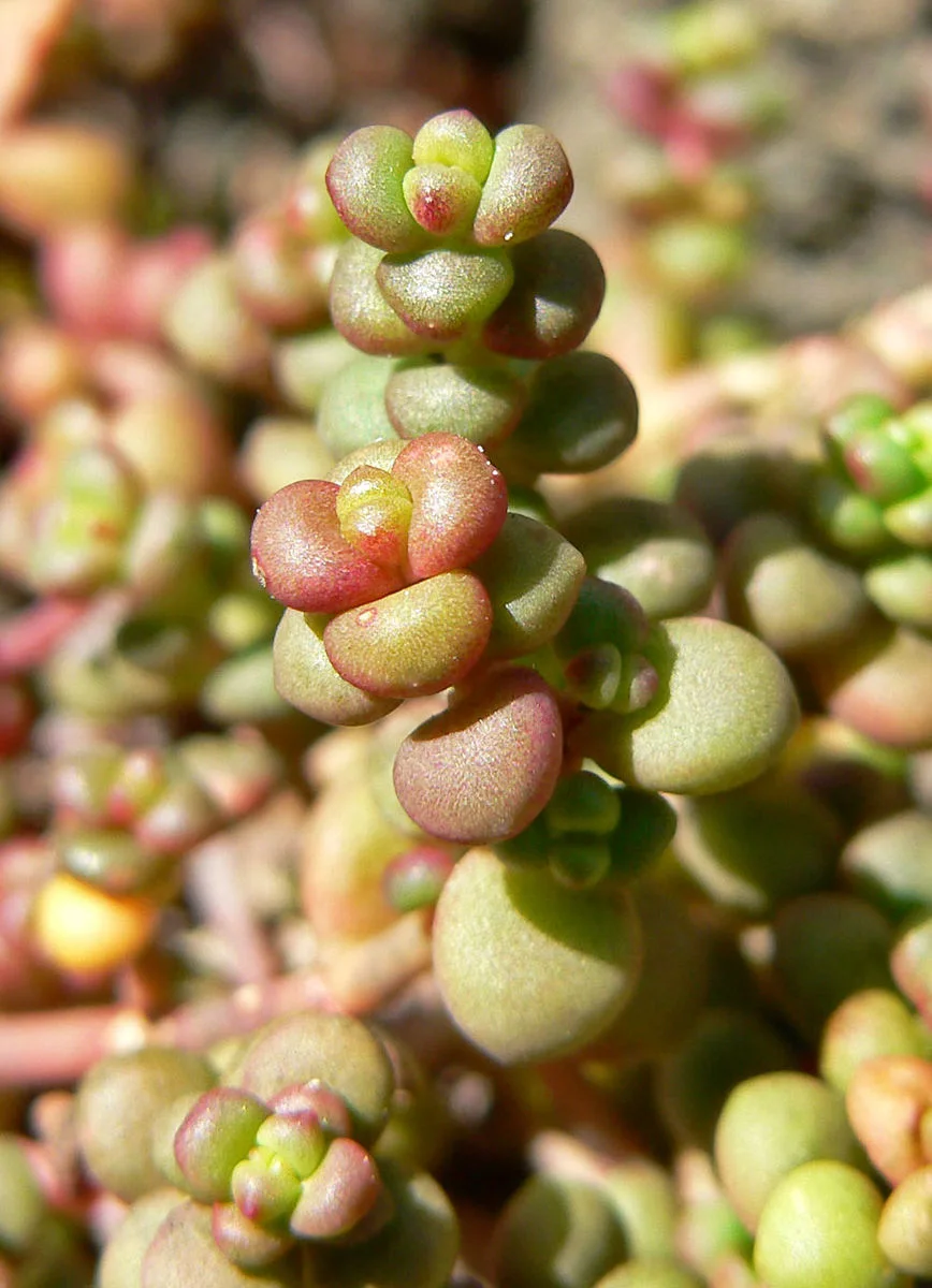 Sedum divergens | Planta