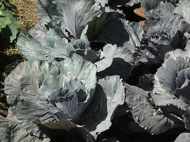 Red cabbage 'Rubra'