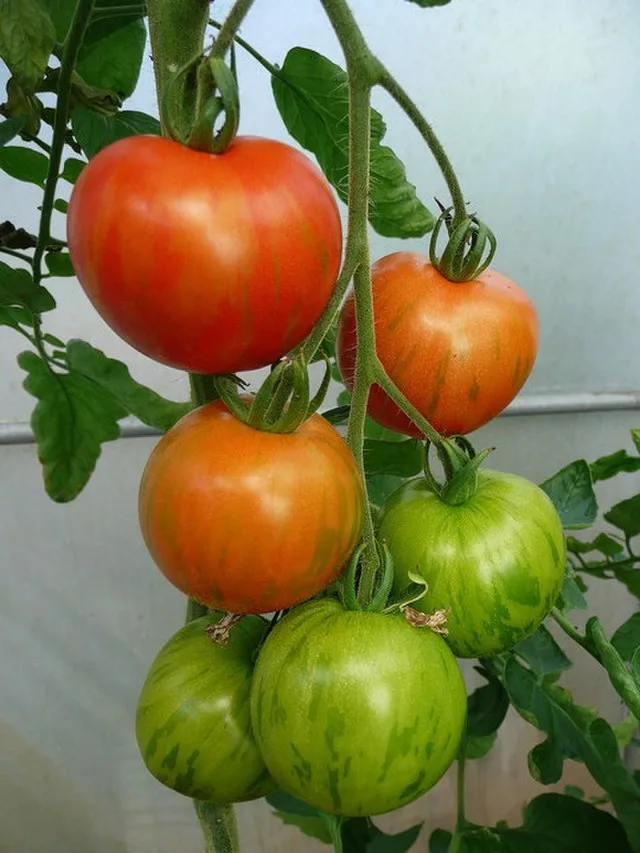 Cherry tomato 'Tigerella'