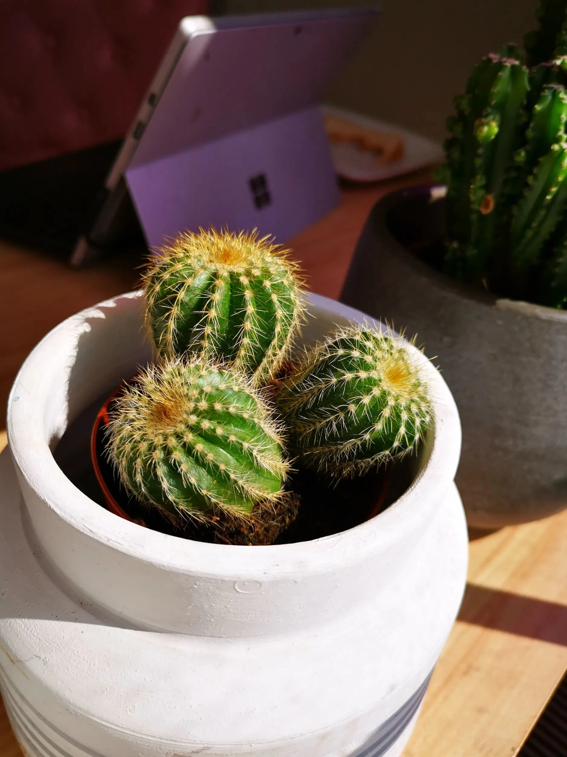 Parodia warasii