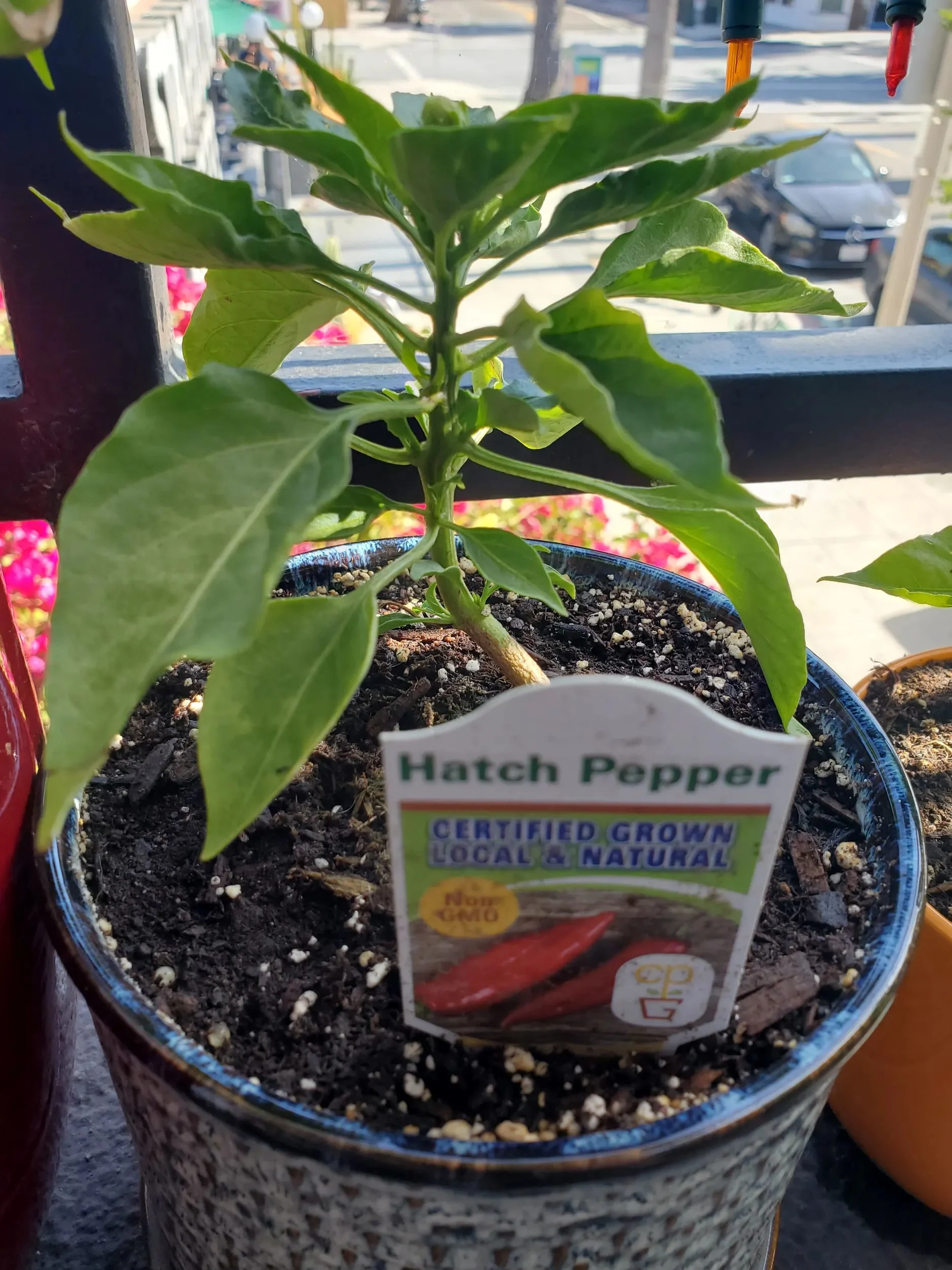 Hot pepper 'Hatch'