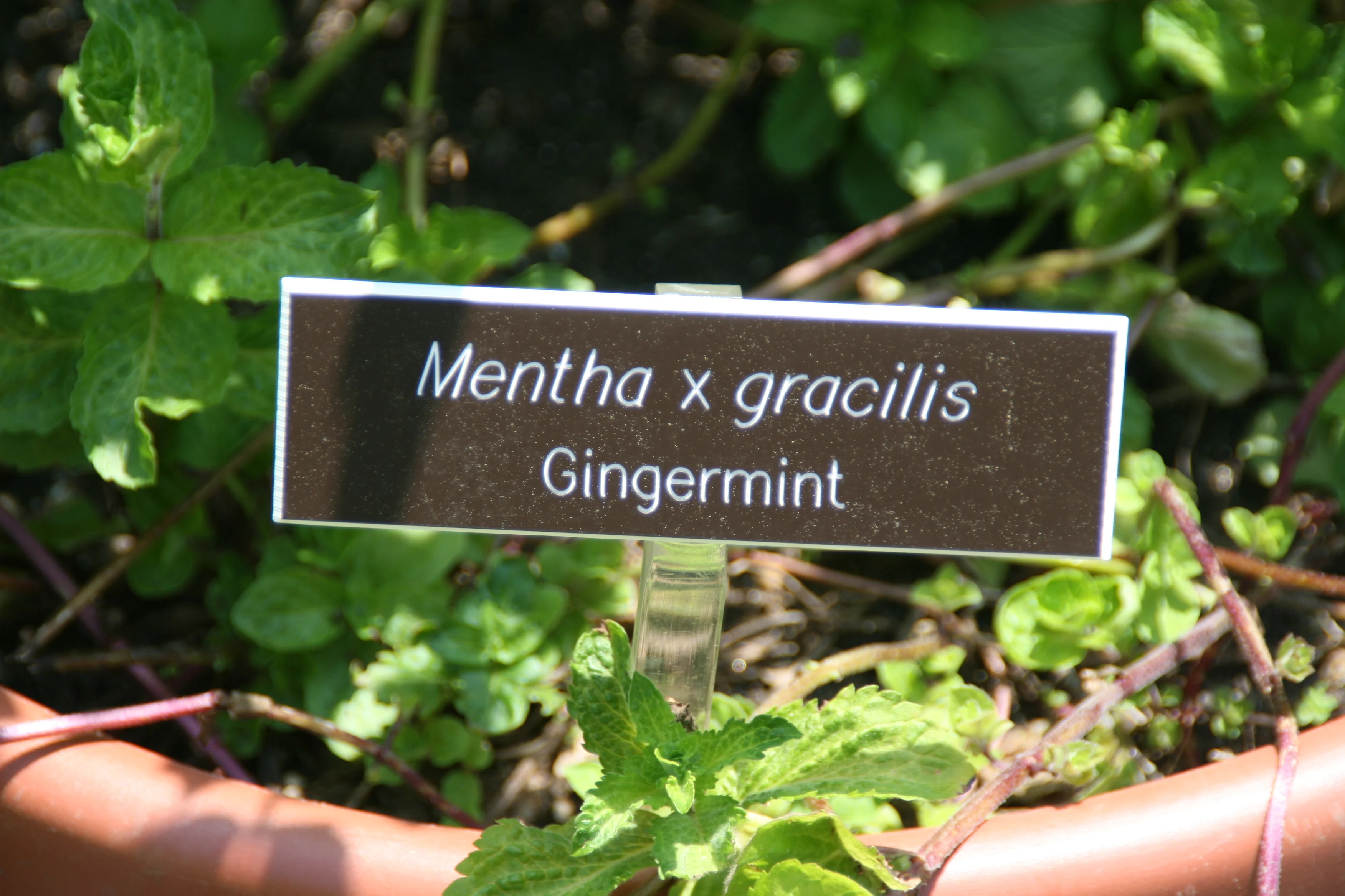 Ginger mint