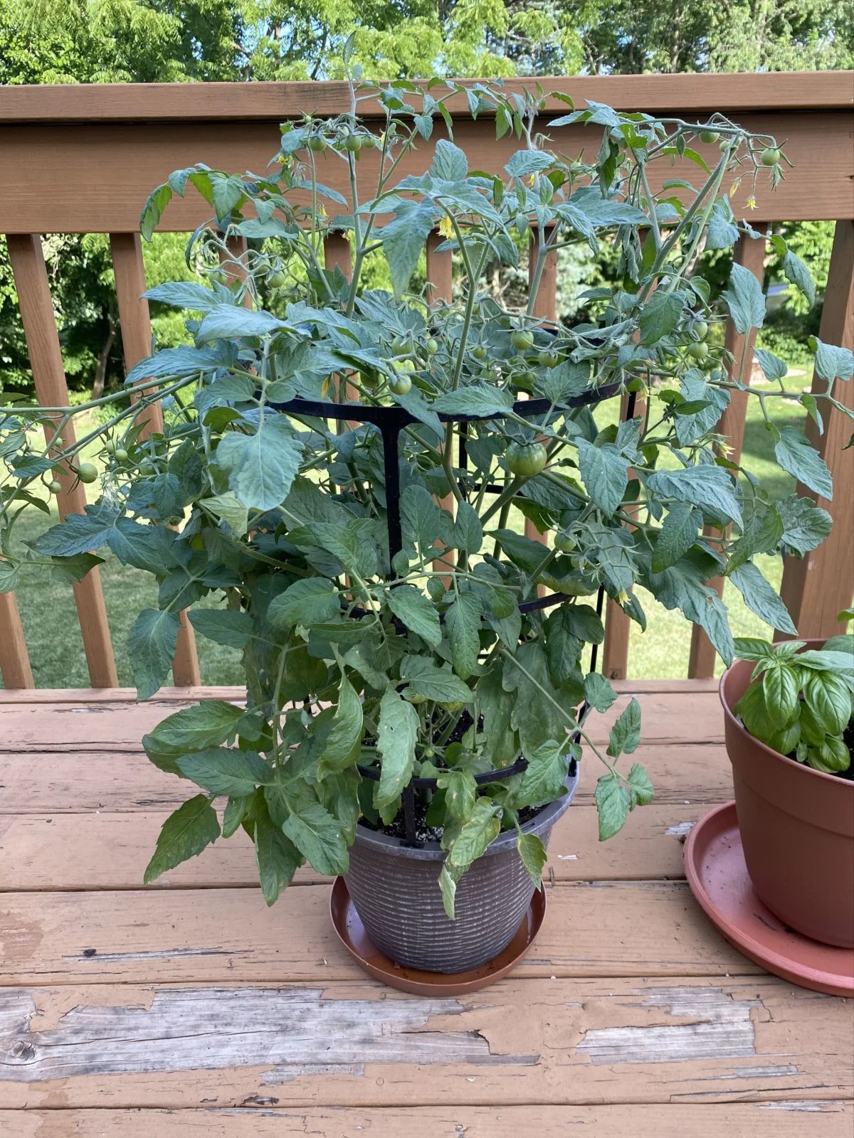 Cherry tomato 'Little Sicily'