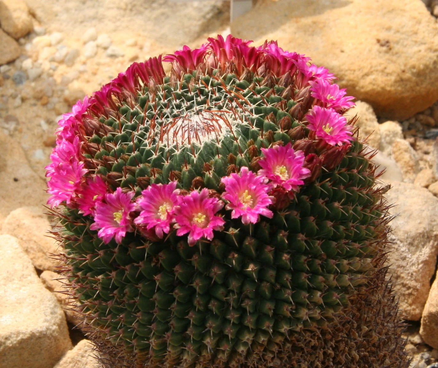 Mammillaria mystax | Planta