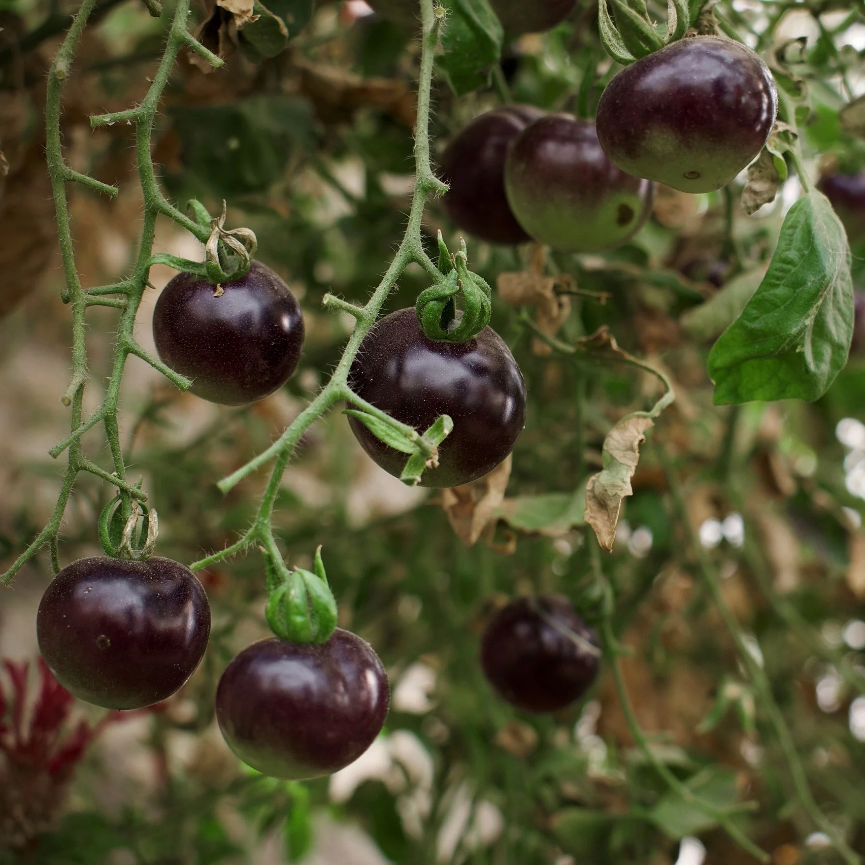 Black cherry tomato 'Black cherry'