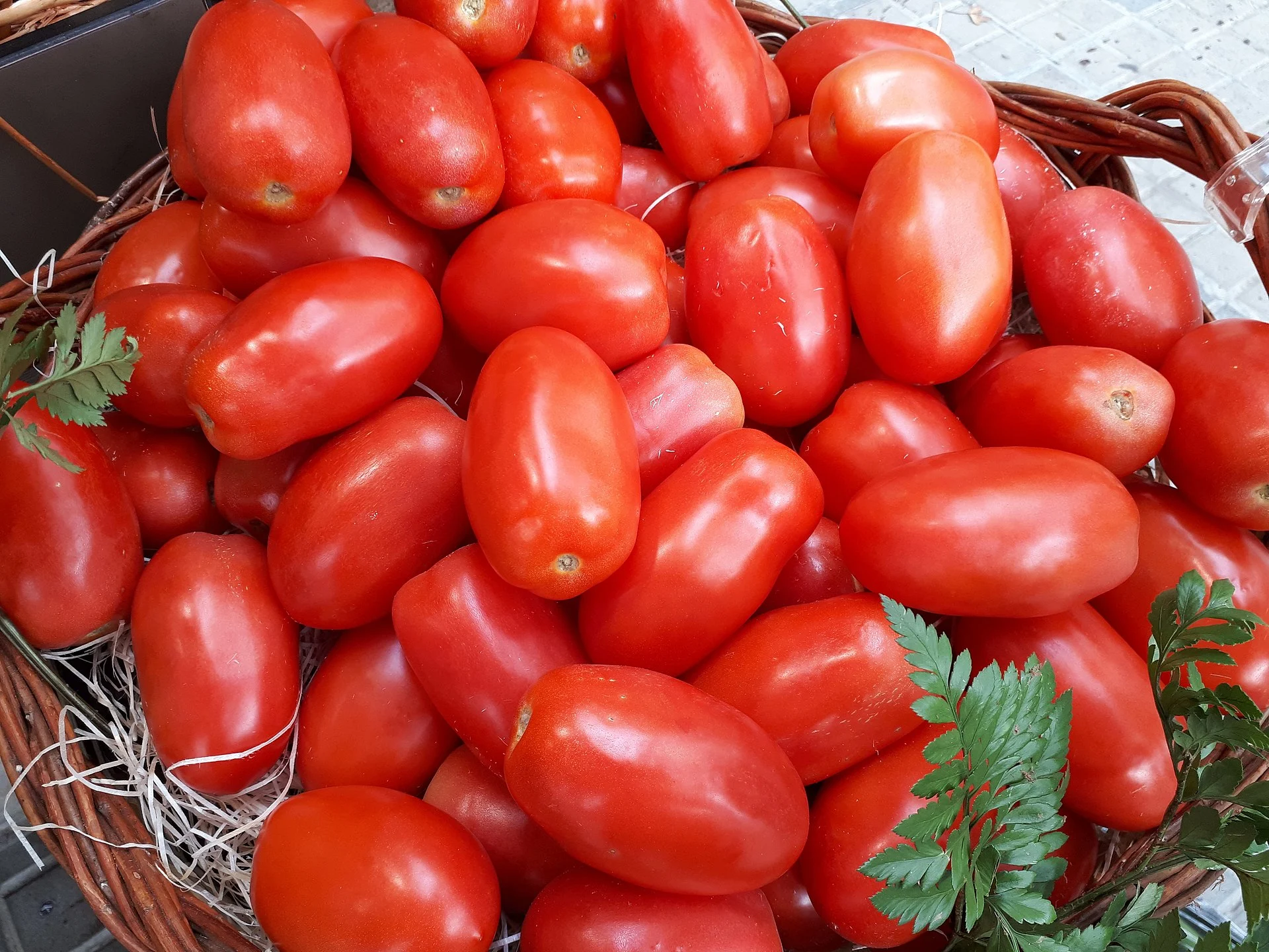Plum tomato