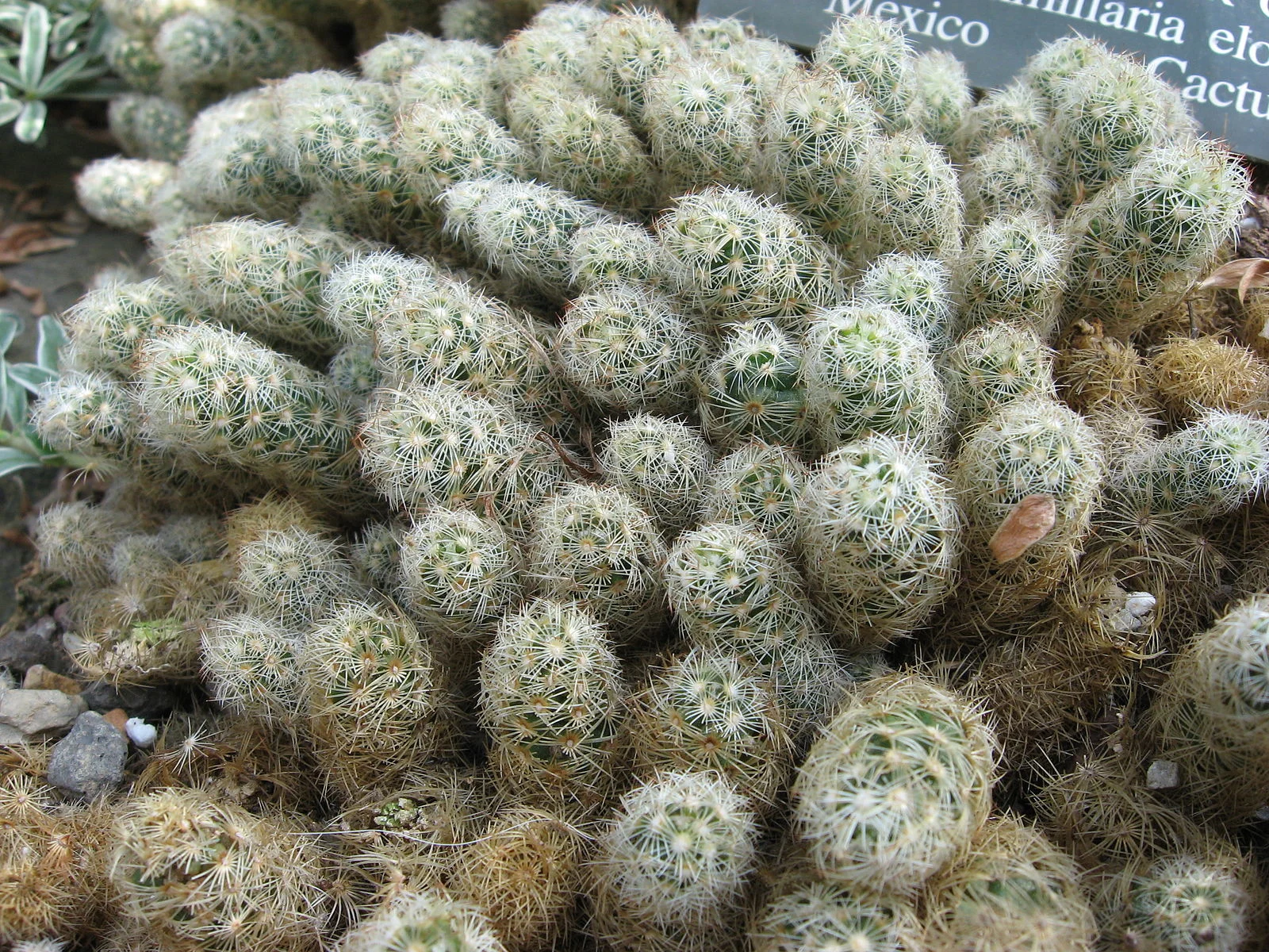 Gold lace cactus