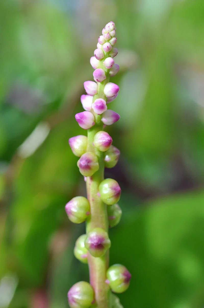 Malabar spinach