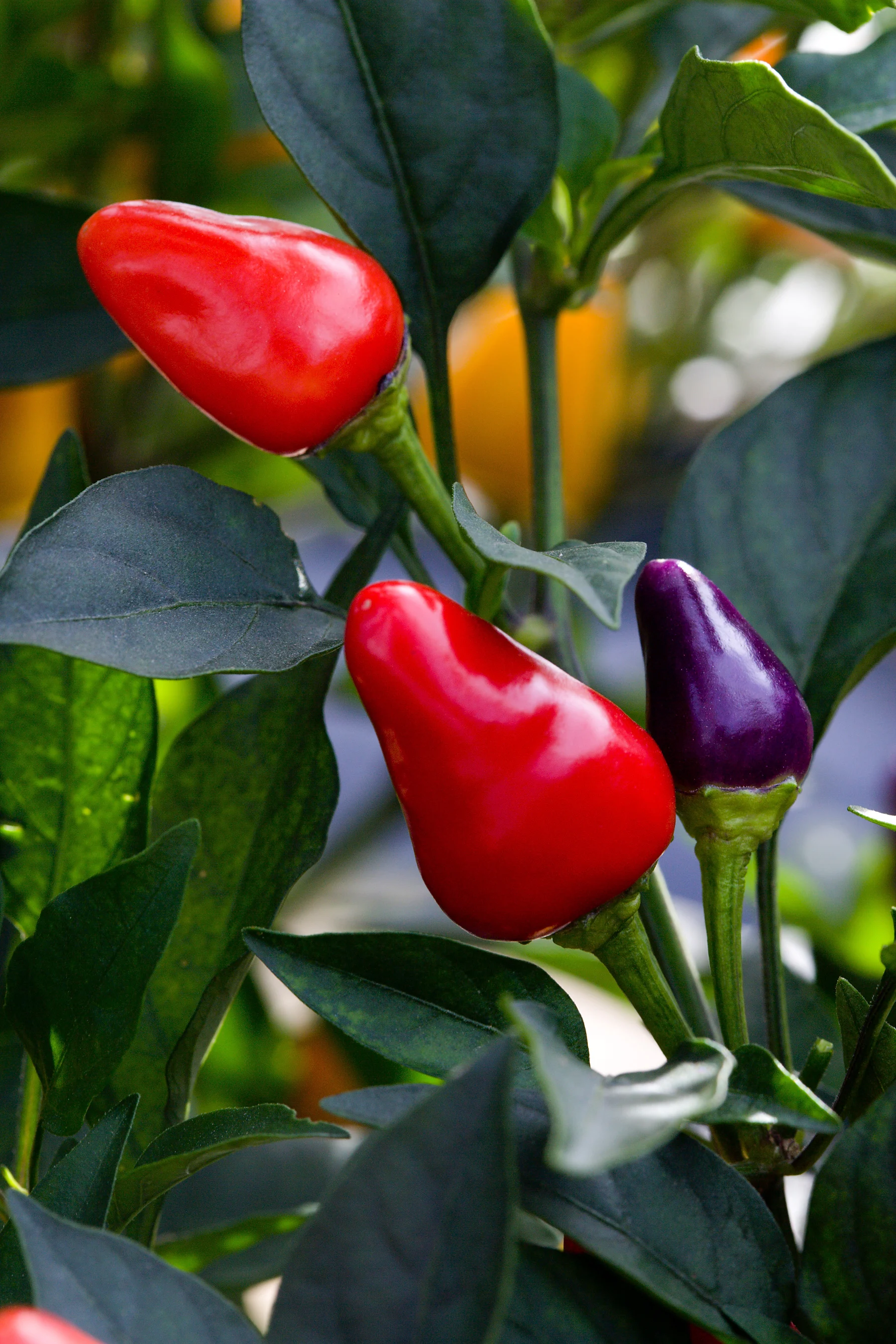 Ornamental pepper 'Cosmo'